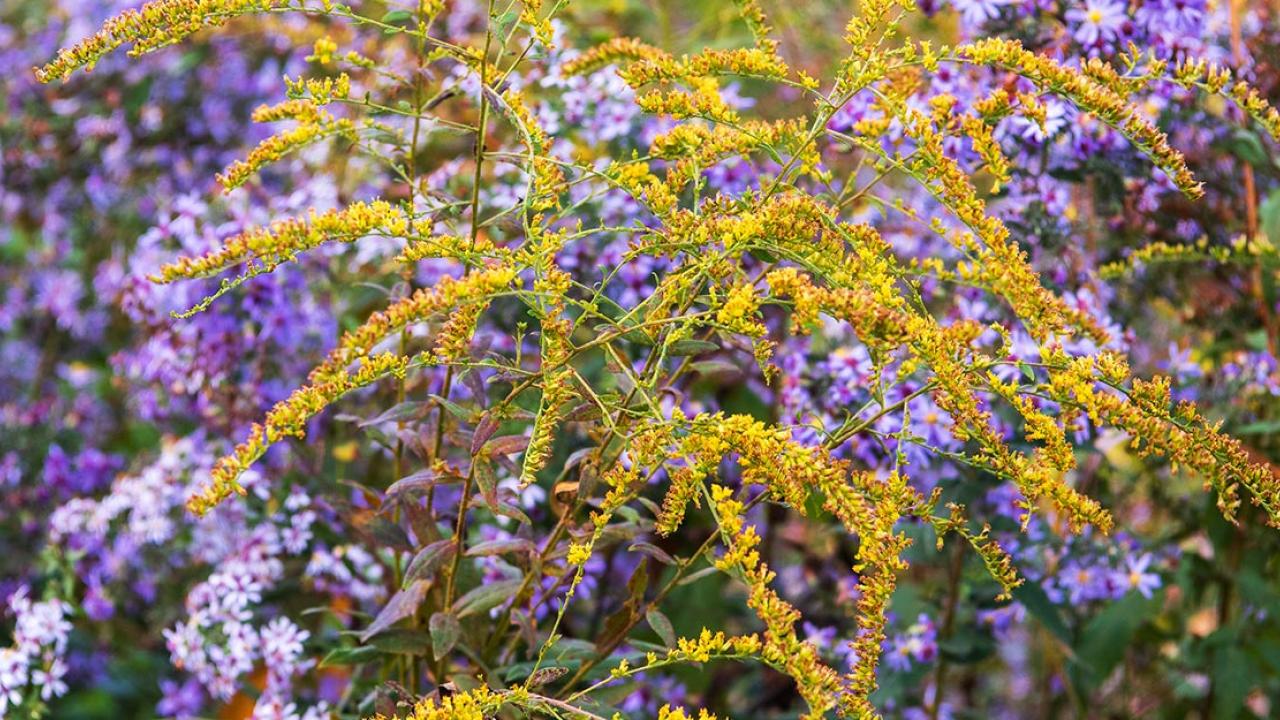 fall flowers