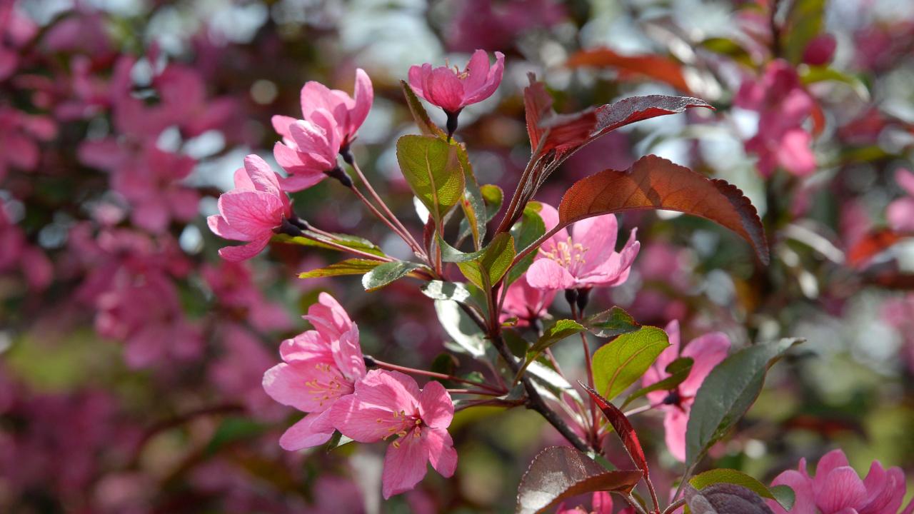 crabapples