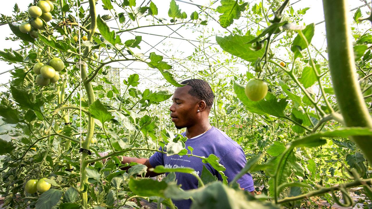 Windy City Harvest Apprenticeship Certification