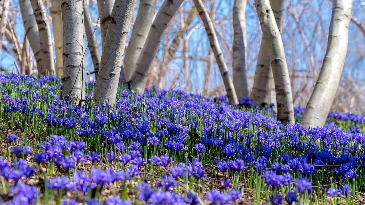 Early Spring