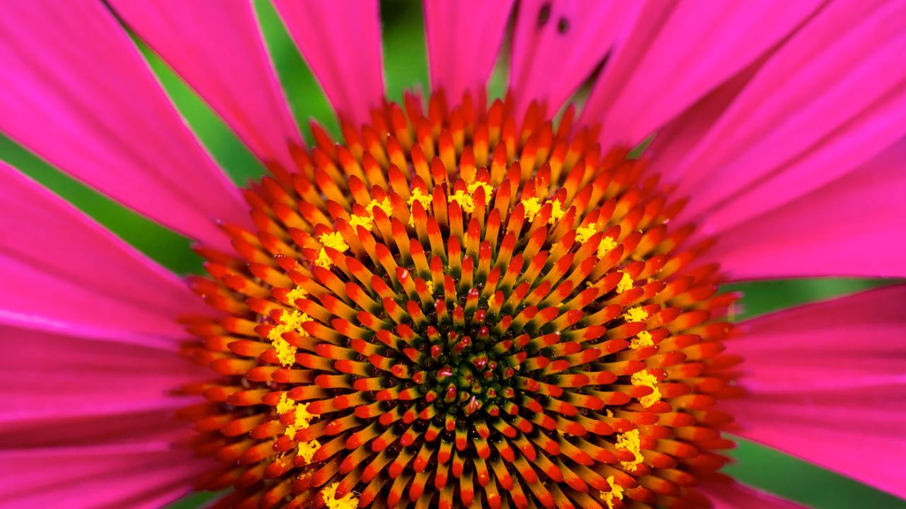 Chicago Botanic Garden- flower closeup