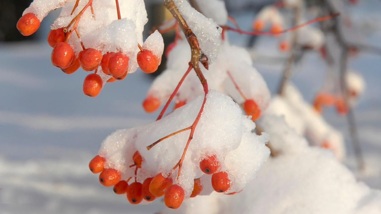 Winter
