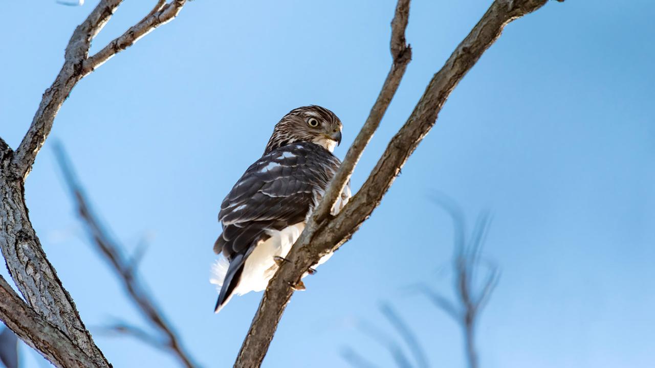 Nature and Birding