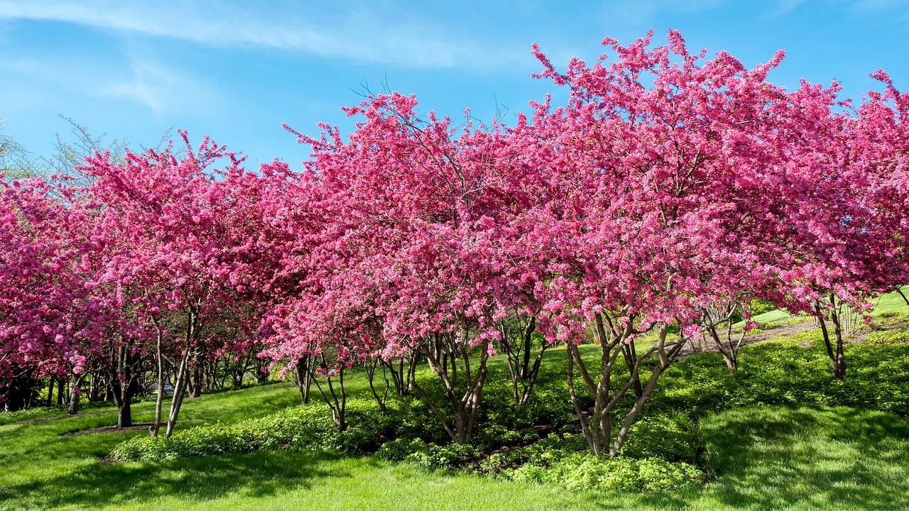May at the Garden