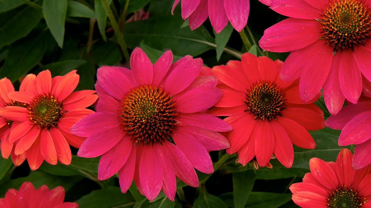 Summer at the Garden