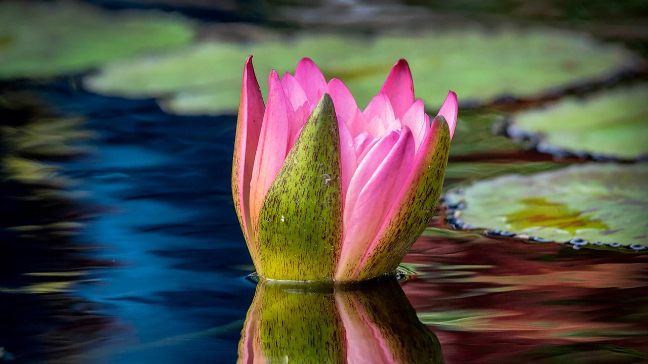 Chicago Botanic Garden - Waterlily