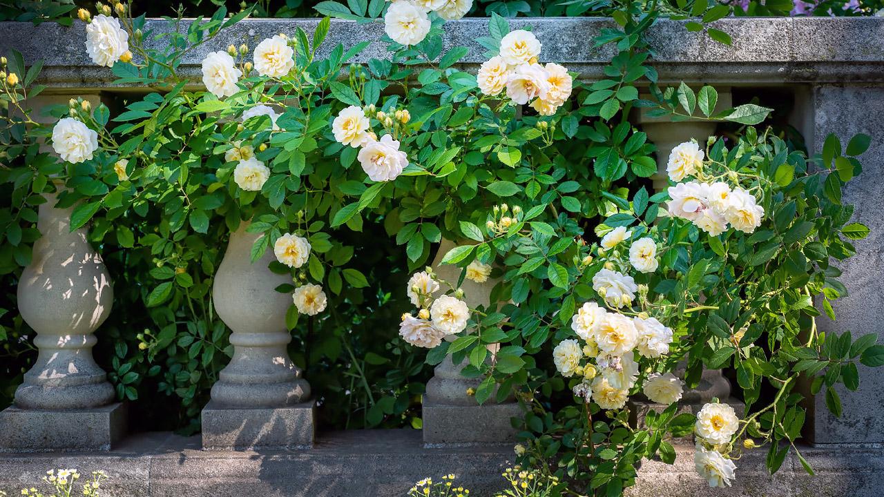 White Roses at the Garden