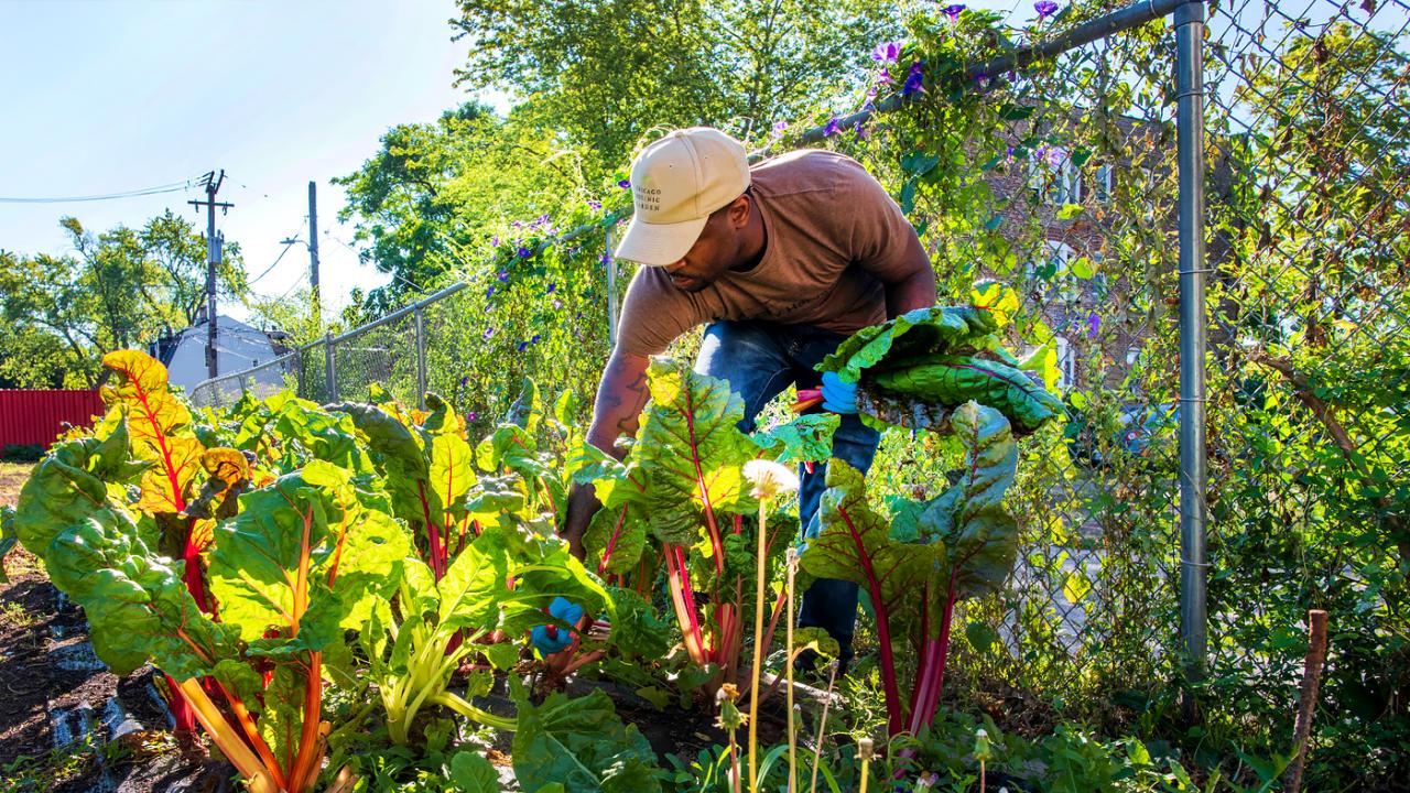 Windy City Harvest Corps