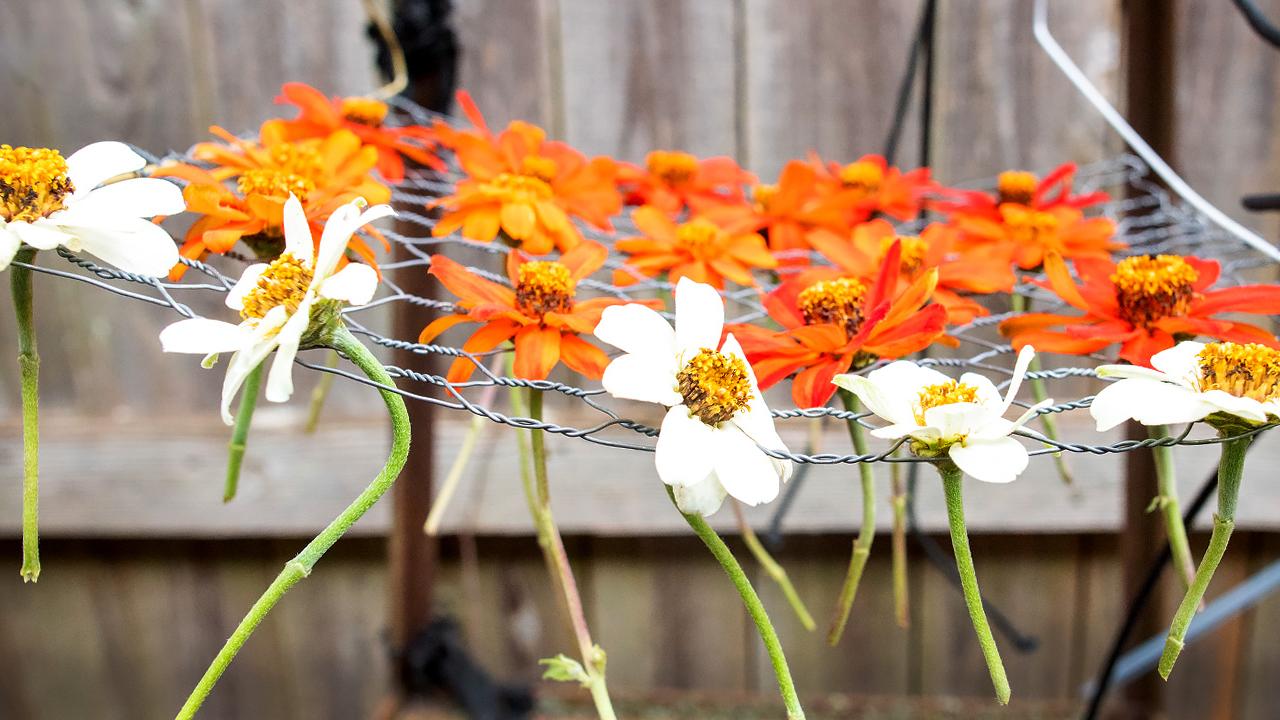 Botanical Heirloom Flower Press Kit, Dried Flowers, Fall Leaves