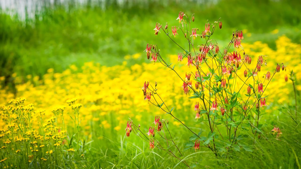 Shoreline Plants