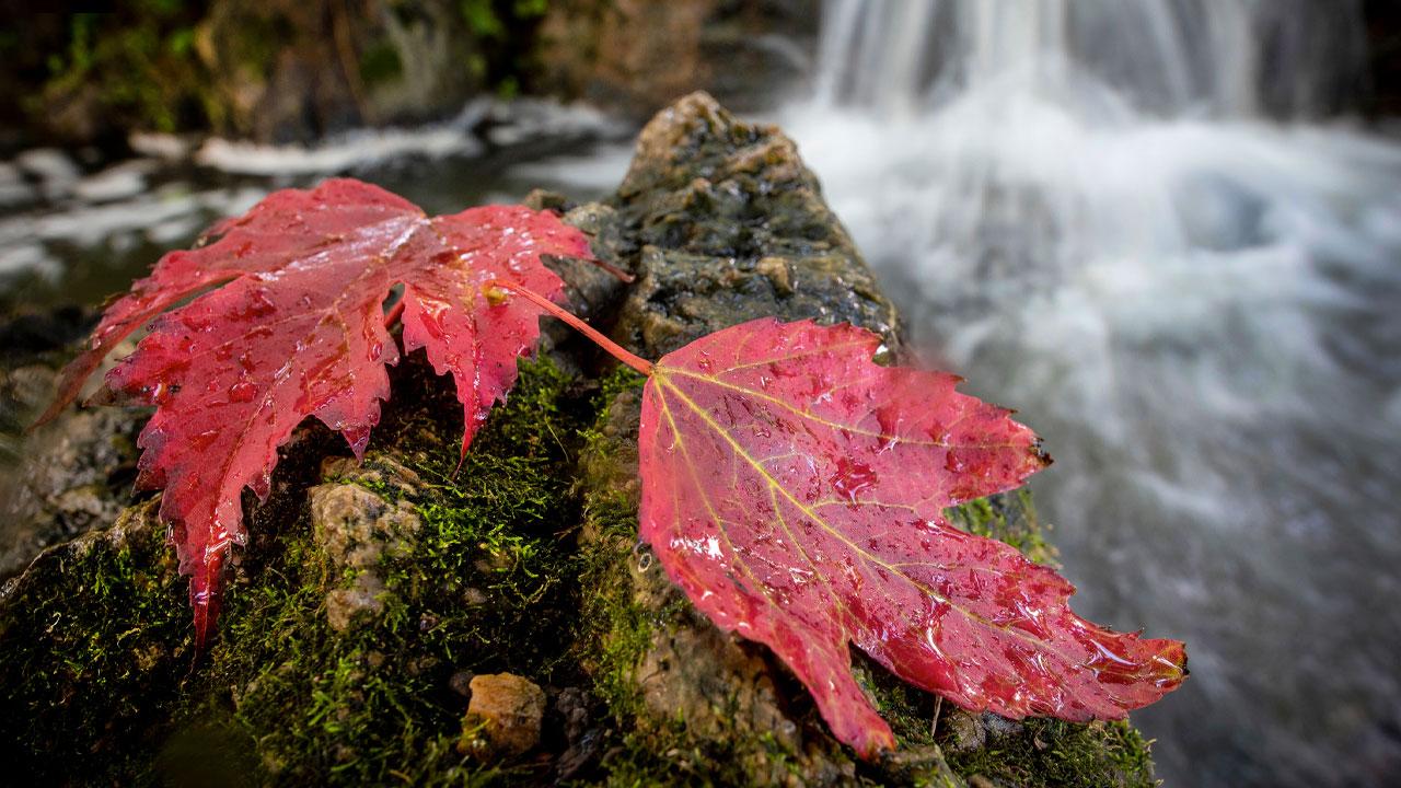 Fall at the Garden