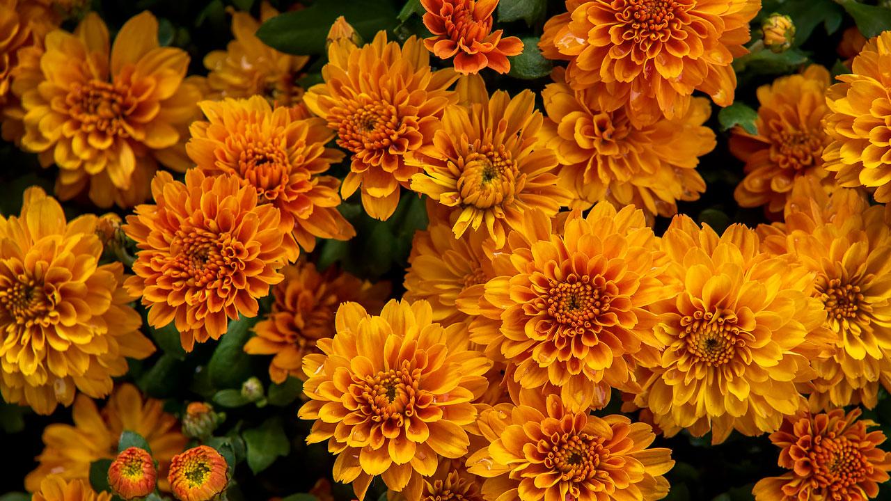 Chrysanthemums