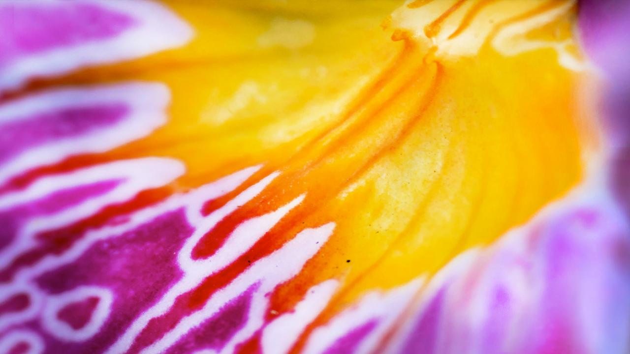 The Orchid Show Magnified