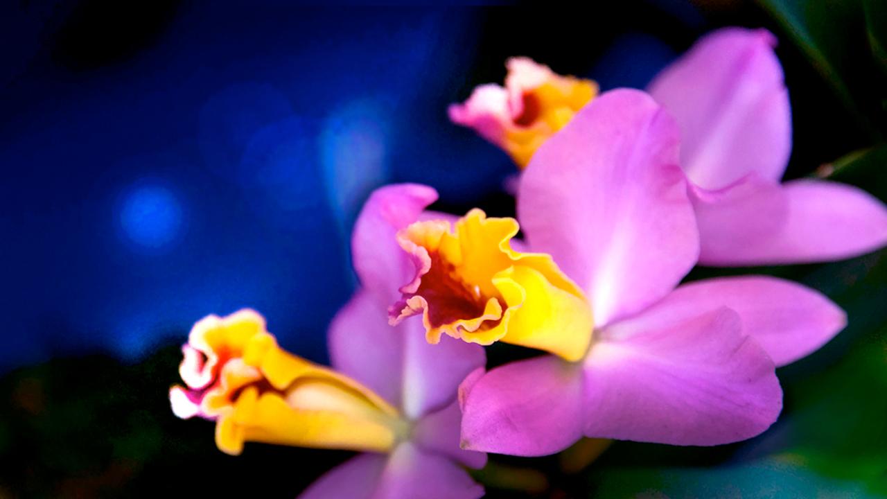The Orchid Show Magnified - Orchids After Hours