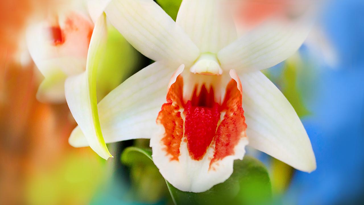 The Orchid Show