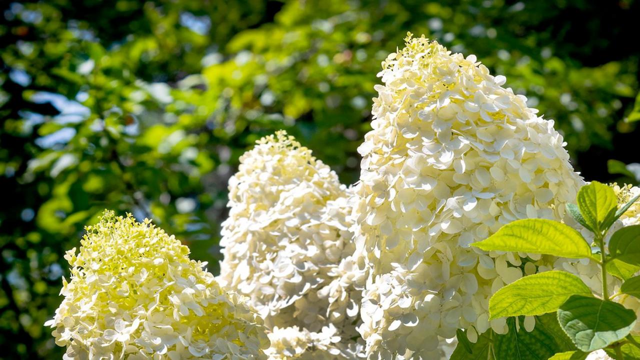 Adult Education - Hydrangeas