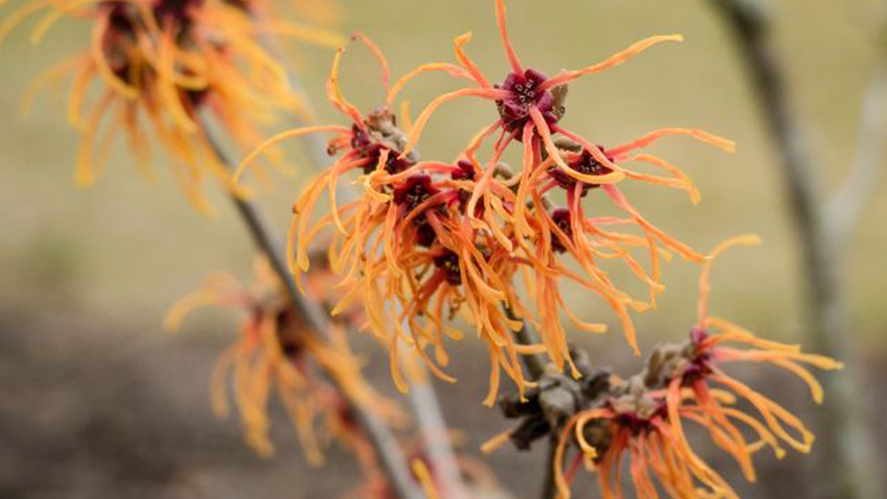 Witch hazel