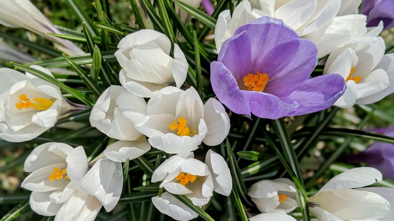 Crocus Chicago Botanic Garden