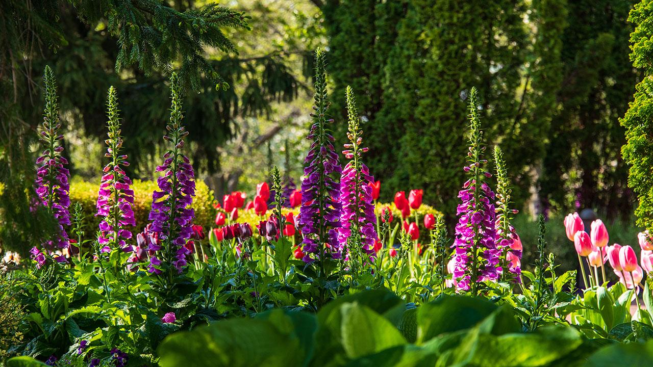 Bloom Highlights  Chicago Botanic Garden