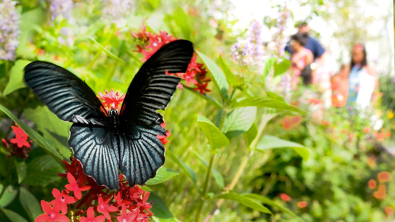 Butterflies & Blooms
