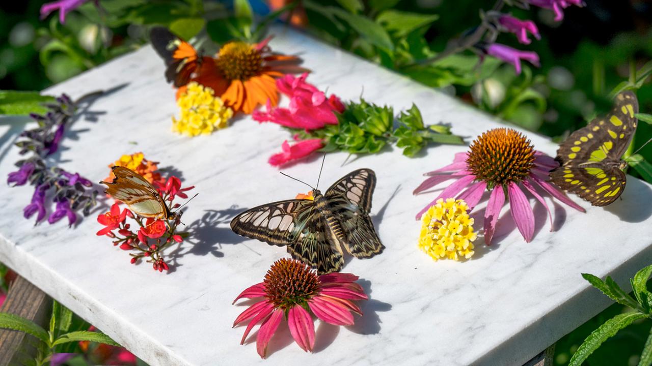 Butterfly Garden