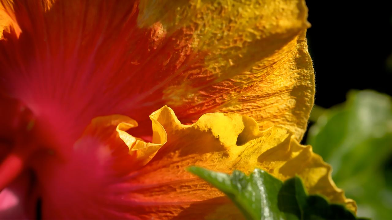 Bloom Highlights  Chicago Botanic Garden