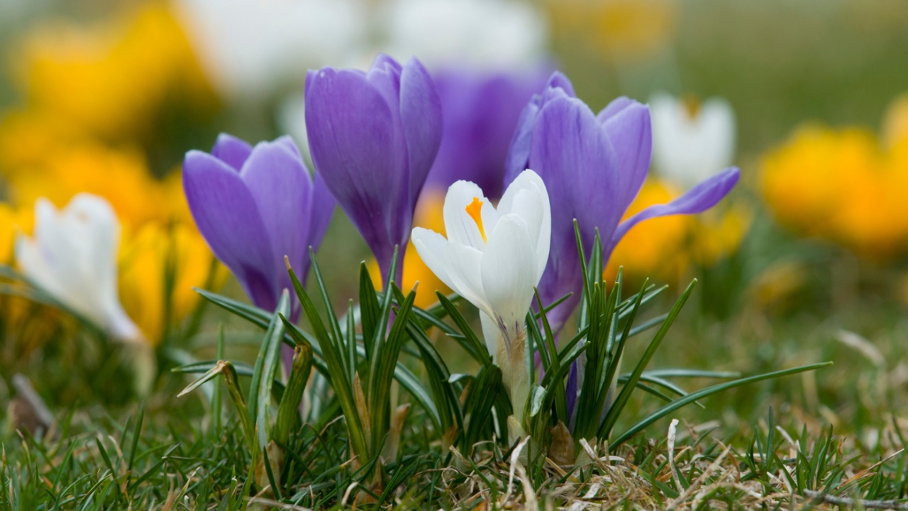 crocus