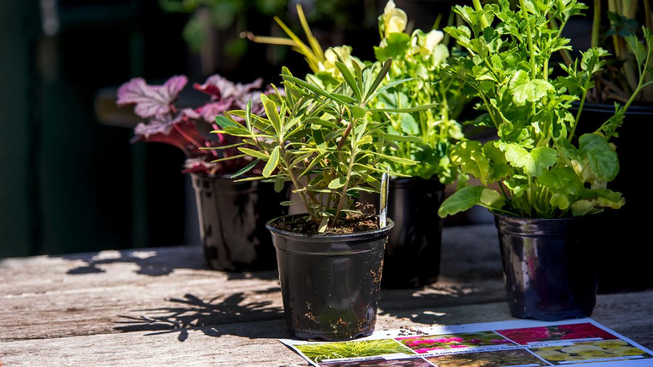 Professional Gardener Level 2 Certificate Program Chicago Botanic Garden
