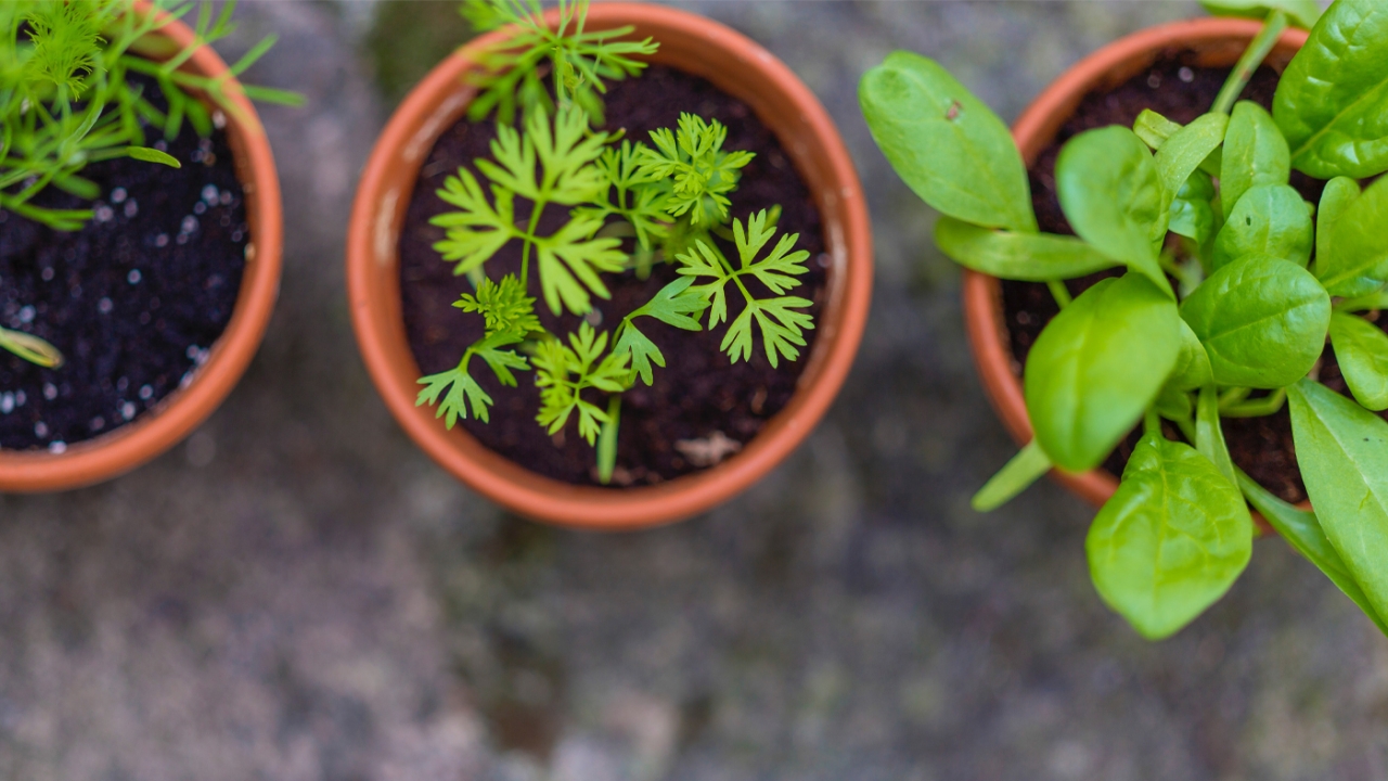 Herbs potted