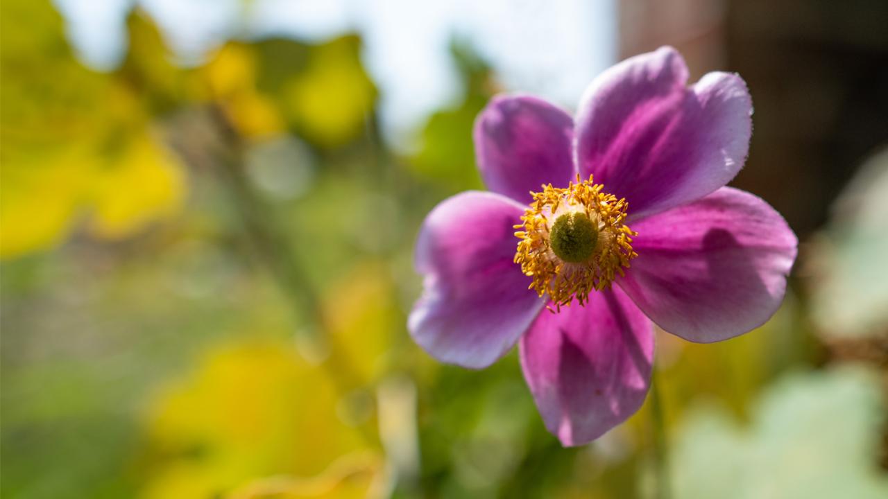 Anemones