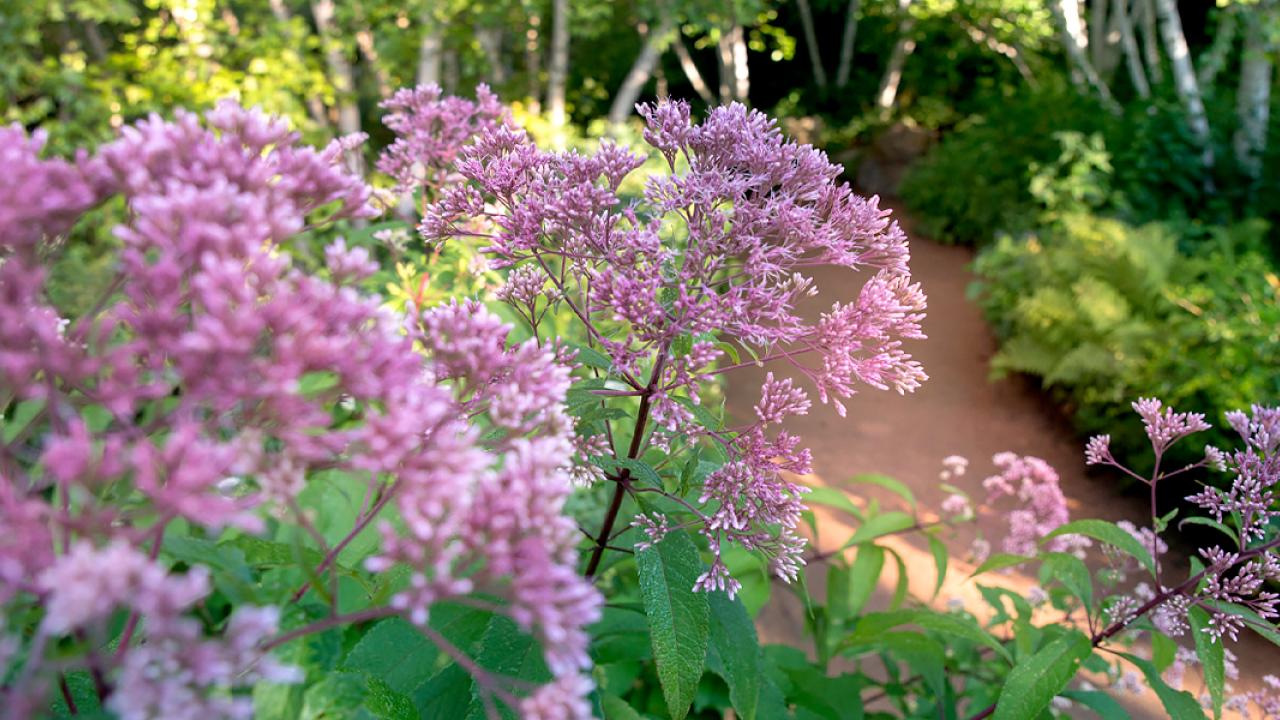 Sensory Garden