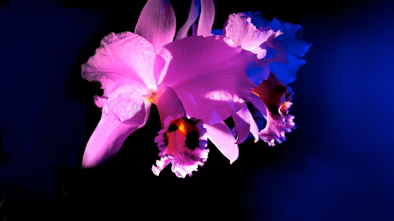 Orchids After Hours