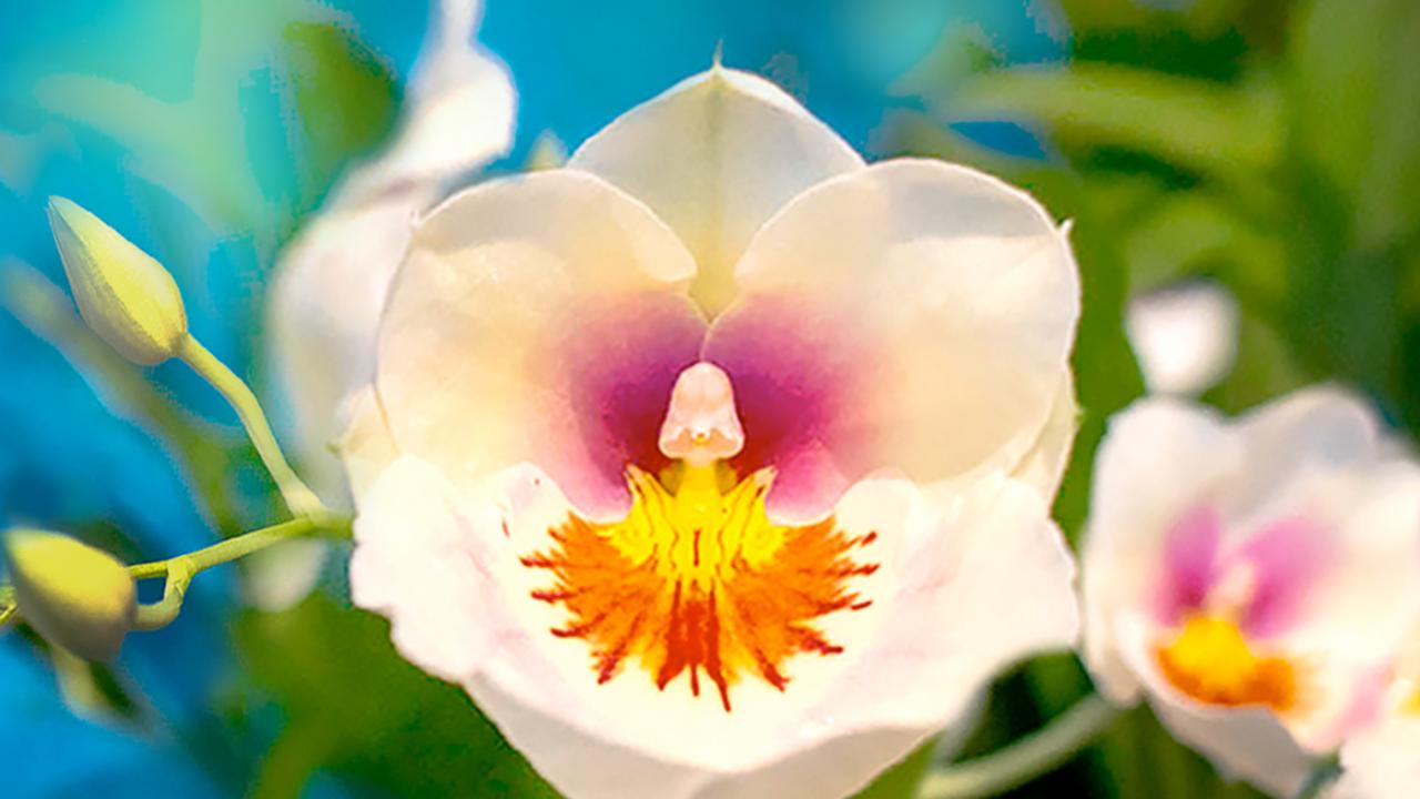 Orchid