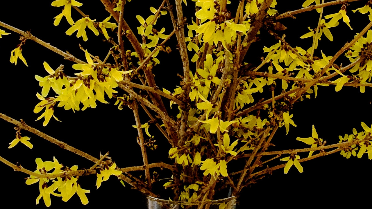 forsythia