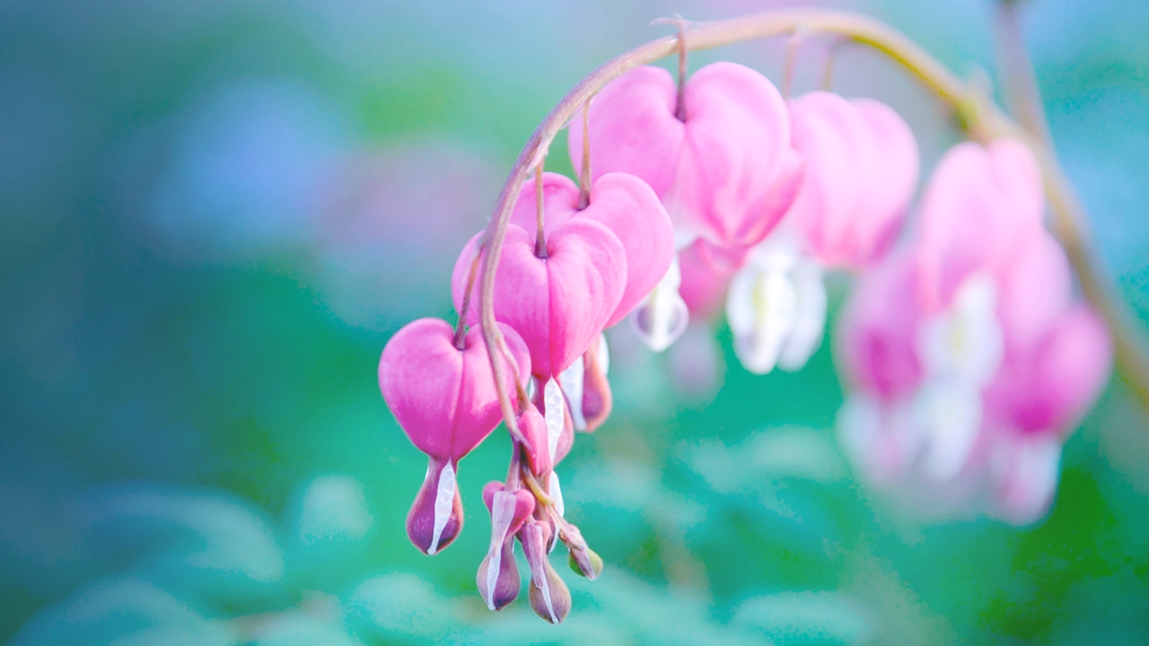 Spring at the Garden