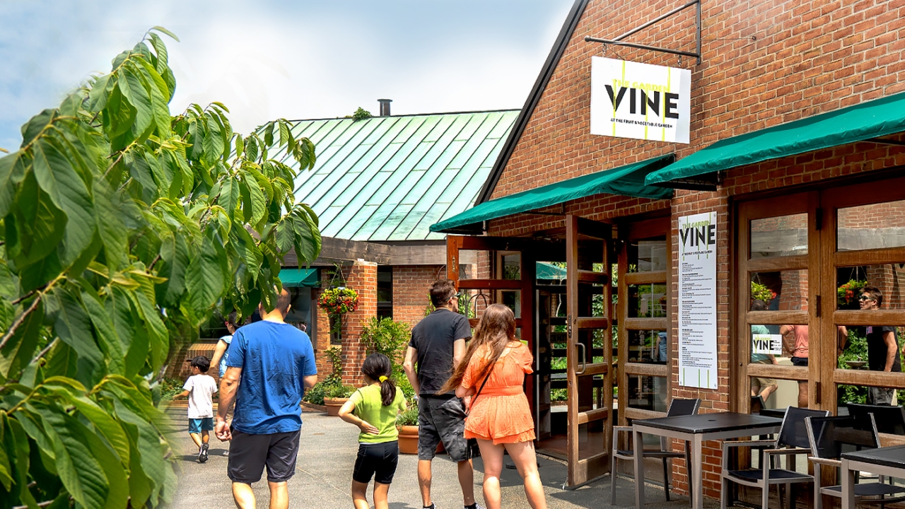 The Garden Vine