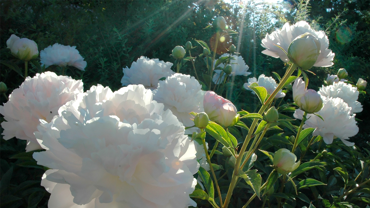 Peonies at the Garden