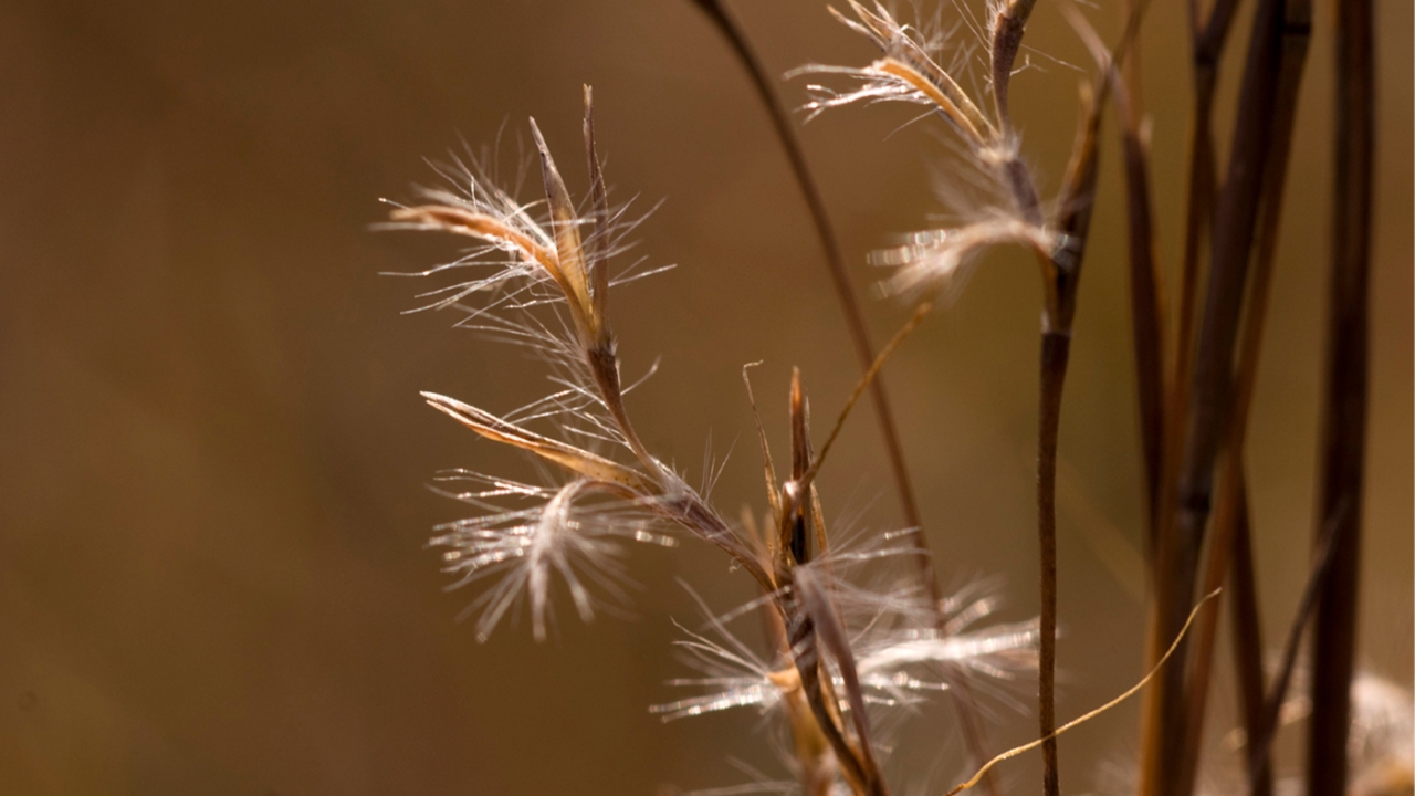 Little Bluestem