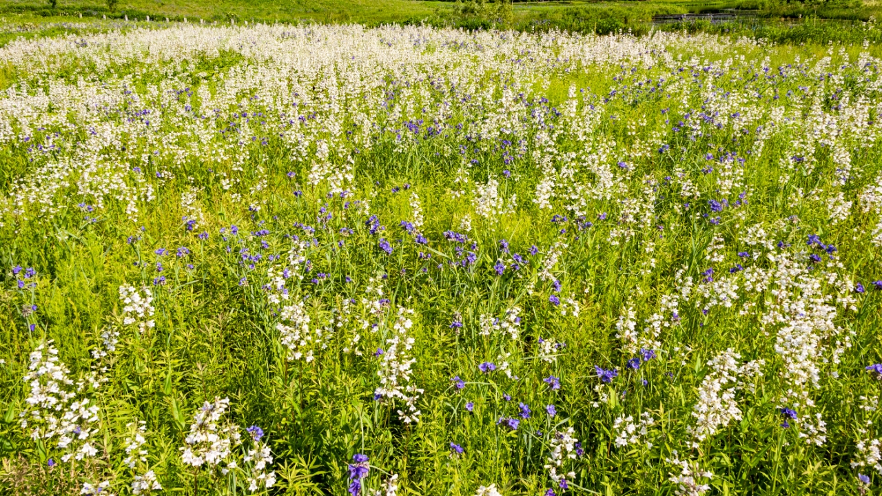Meadow