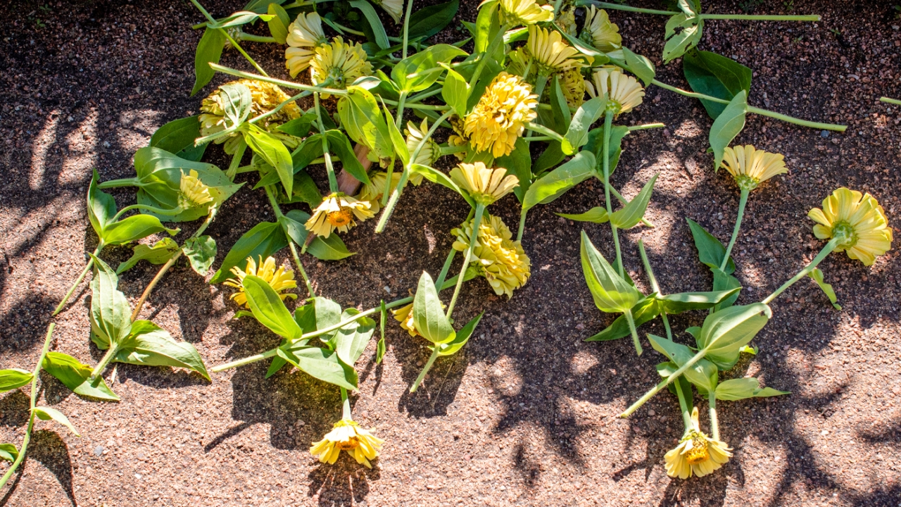 Deadheading clipped zinnias