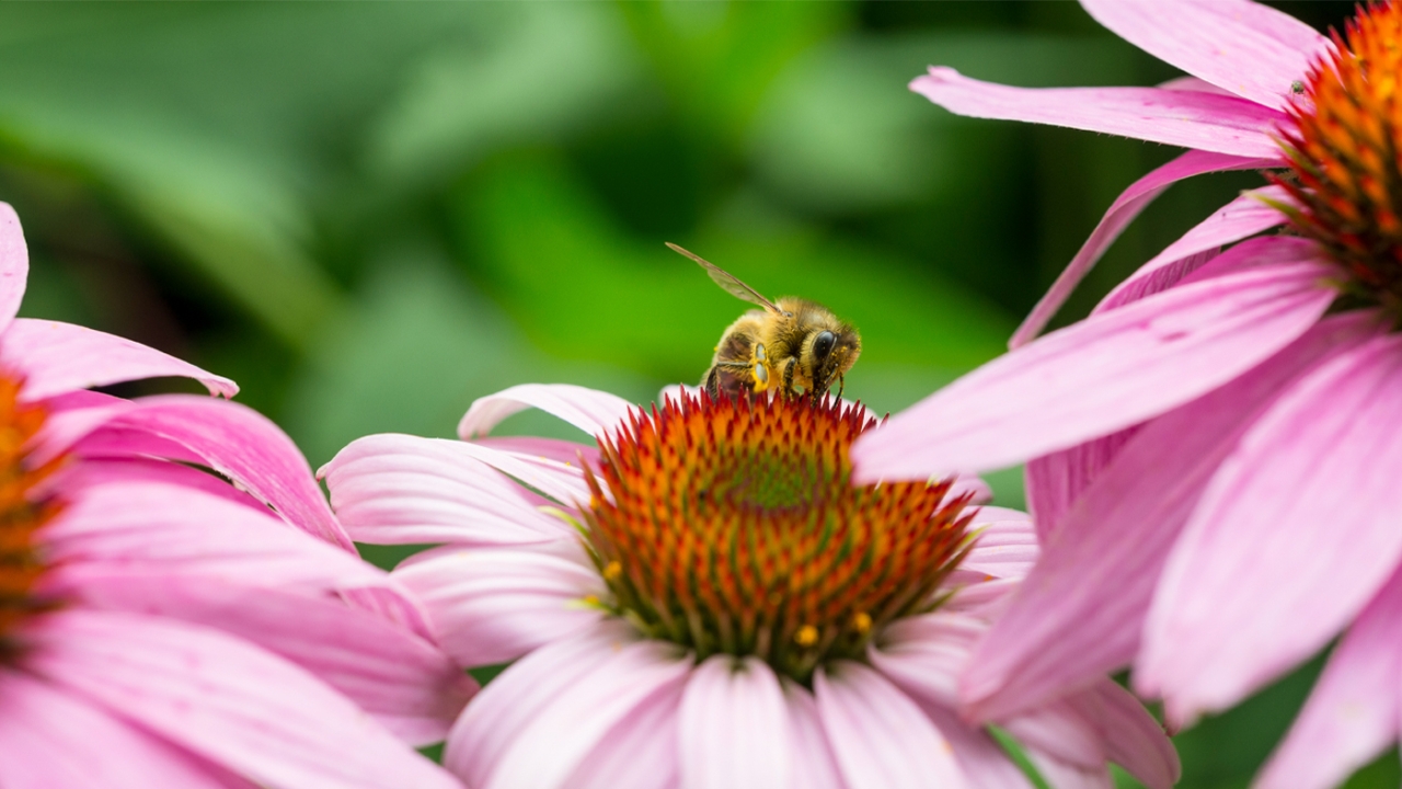 Bee on echinachea plant