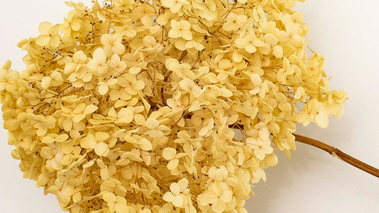 dried hydrangea