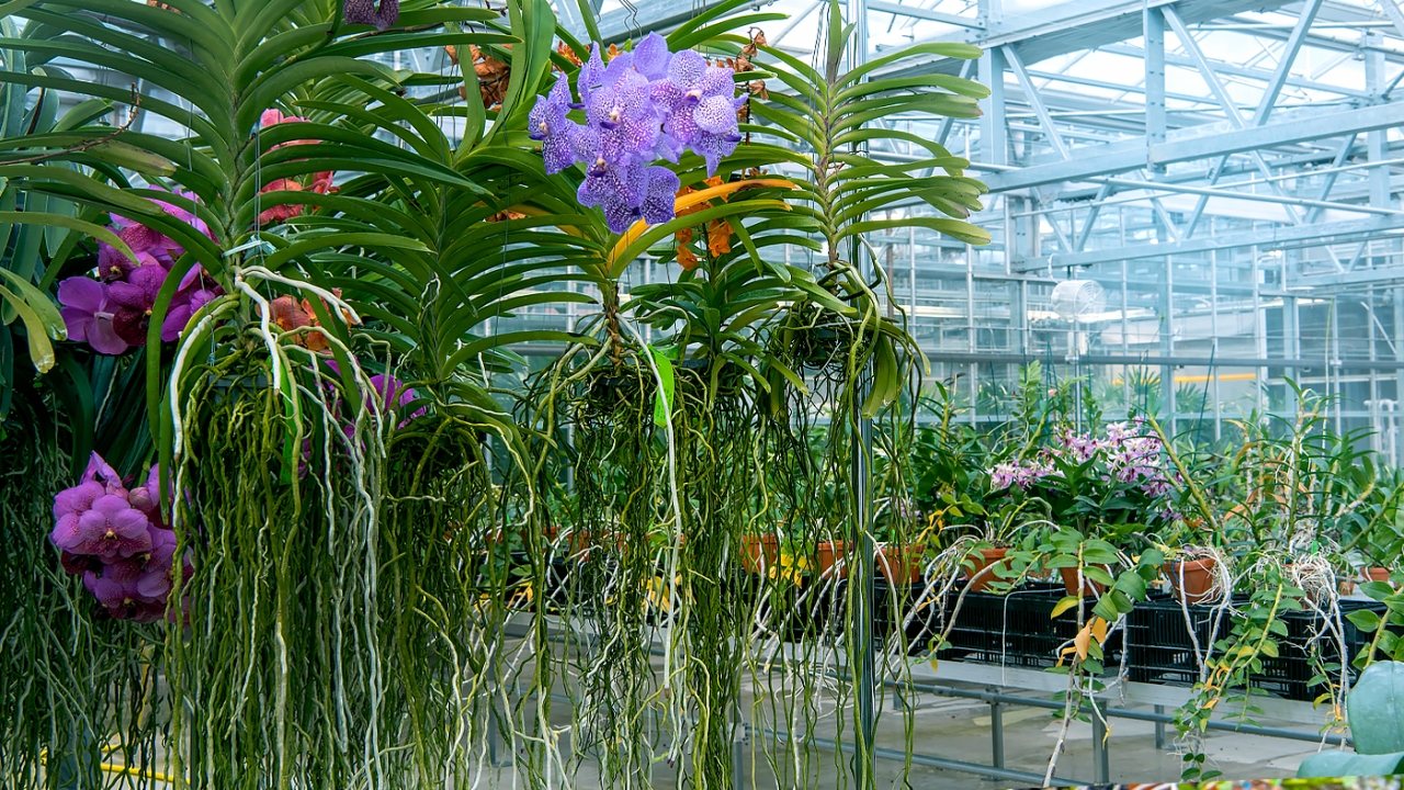 Orchidarium