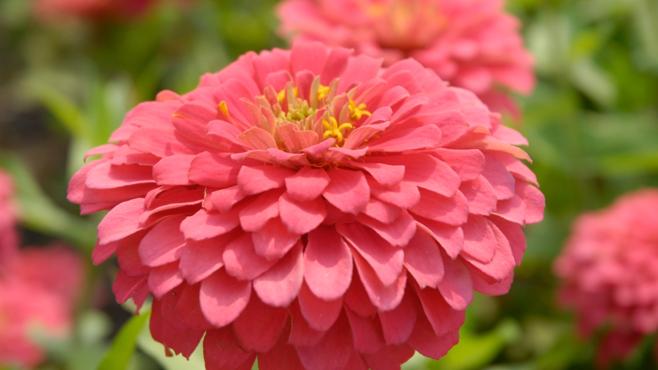 zinnia