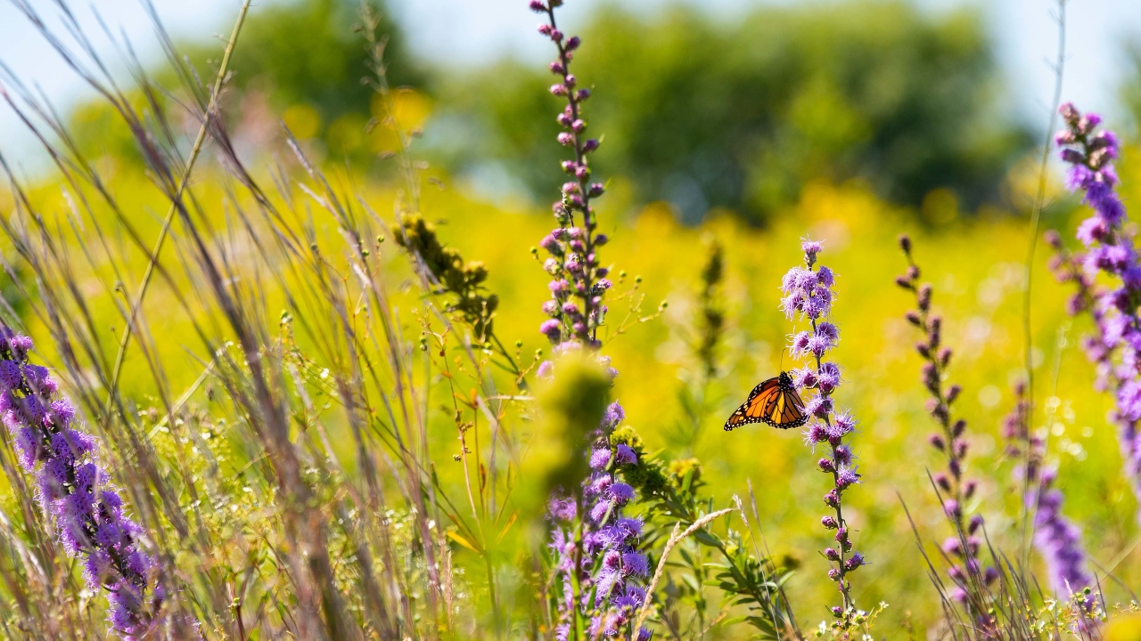 prairie image