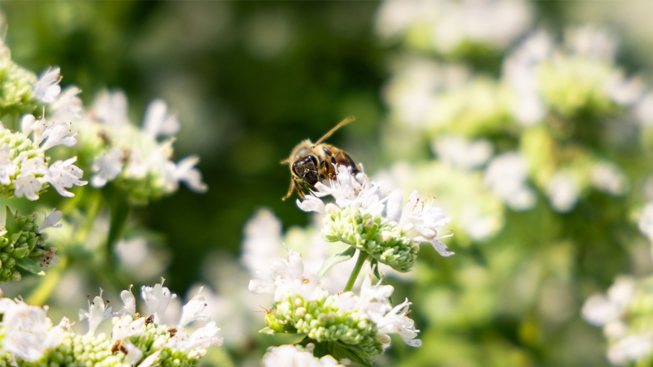 pollinator