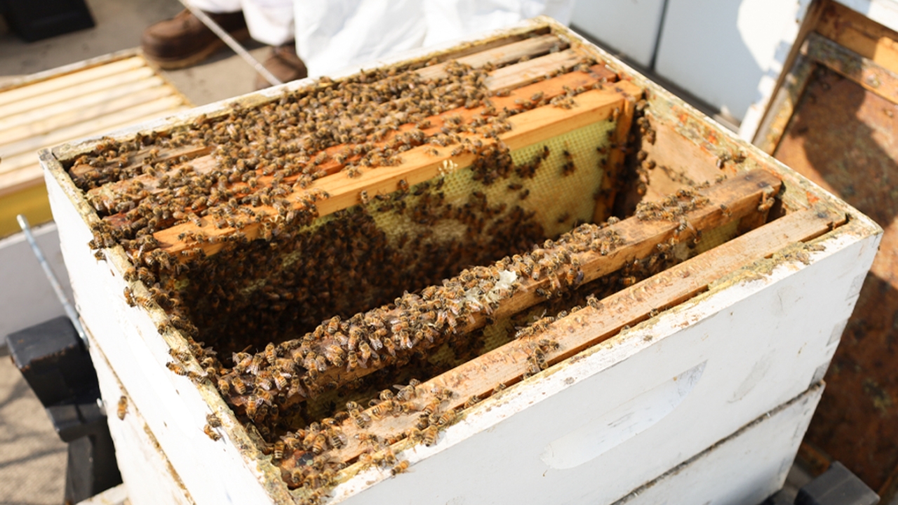 bee harvesting 