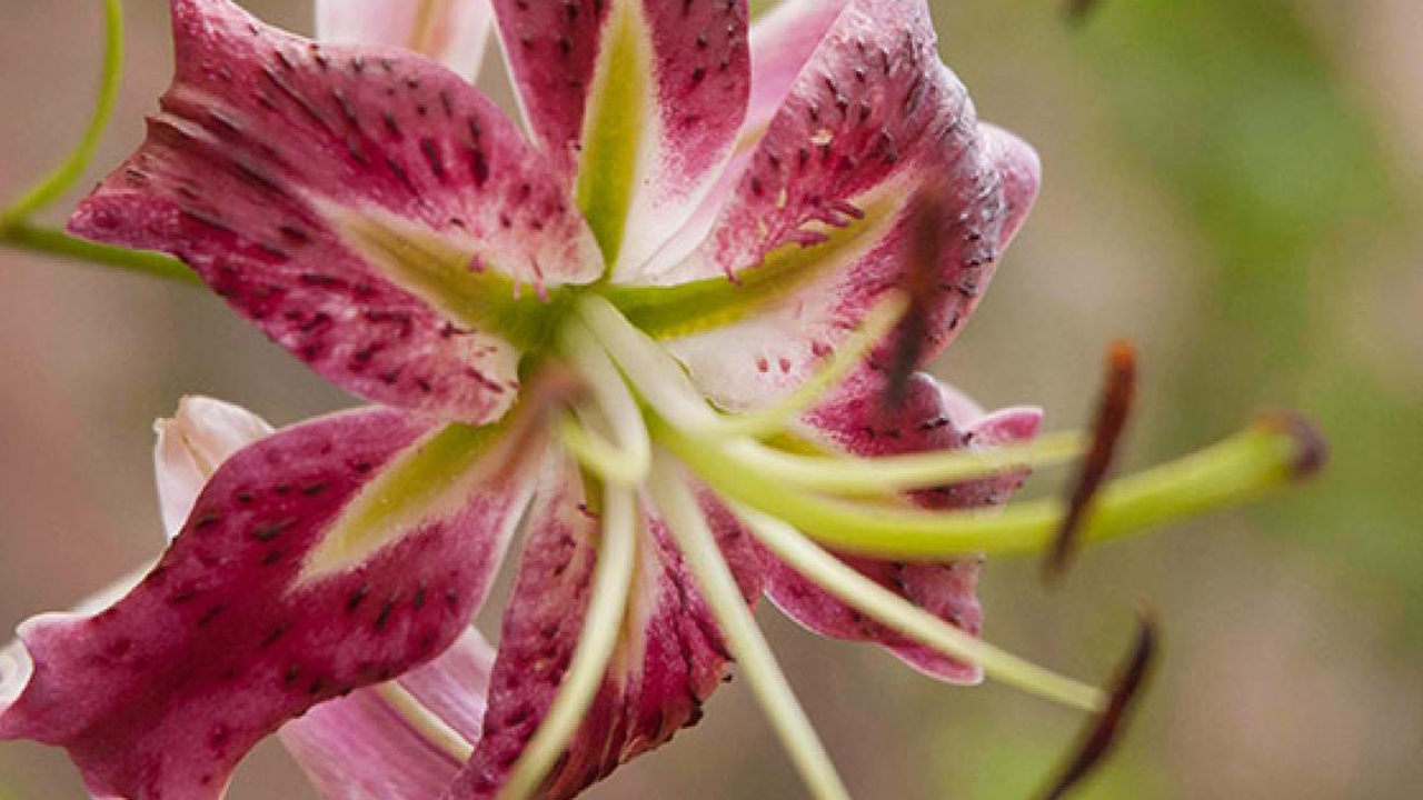 lily