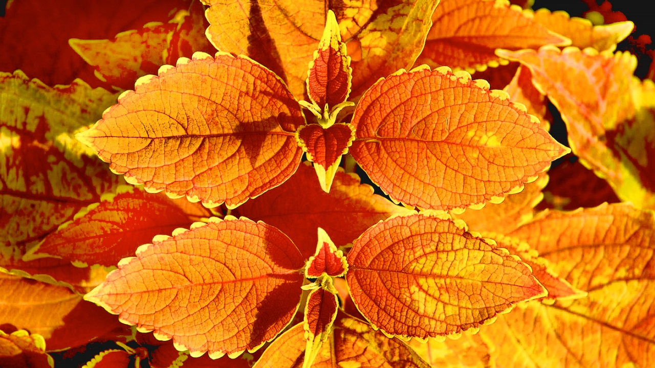 Plants and Color