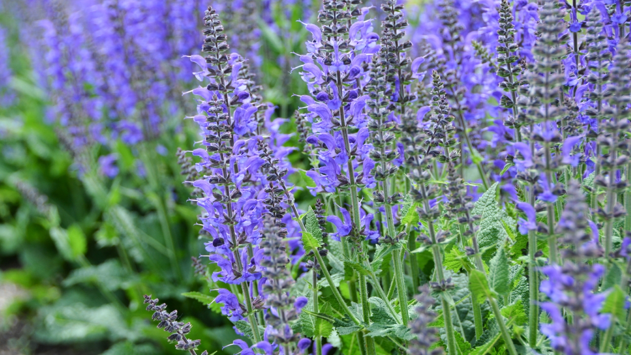 Salvia